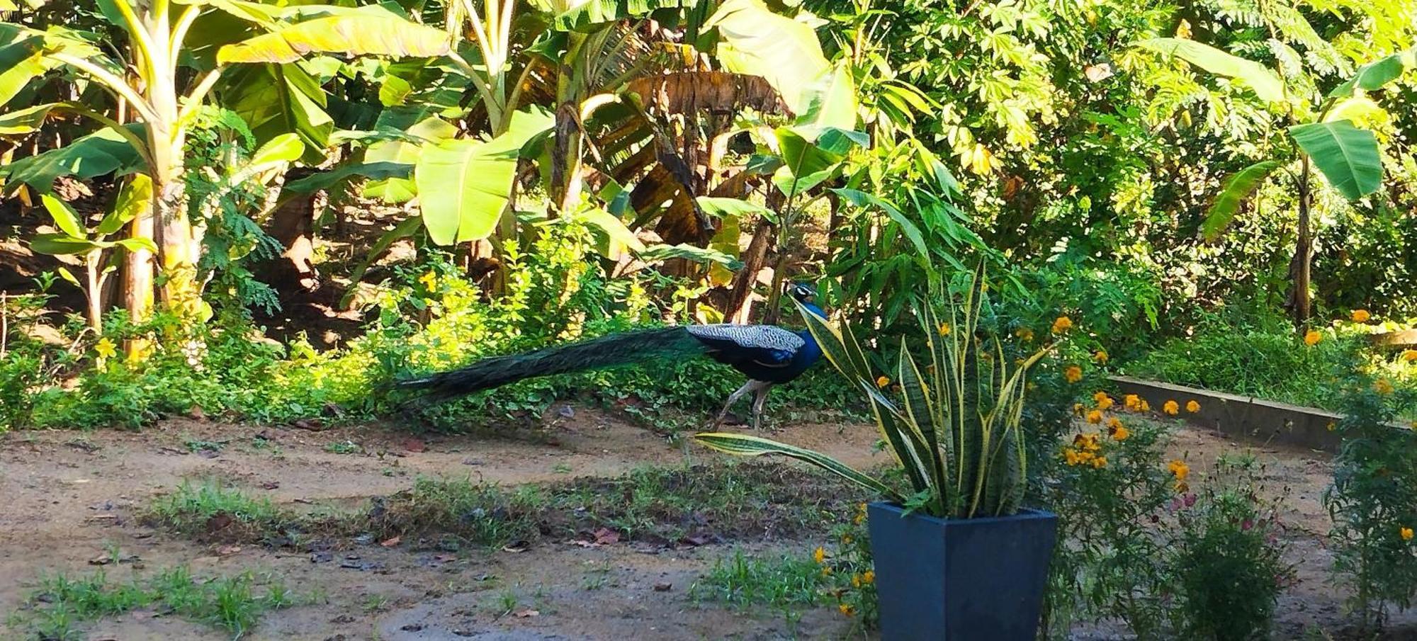 タンガラ Eco Nest Marakolliya Bed & Breakfast エクステリア 写真
