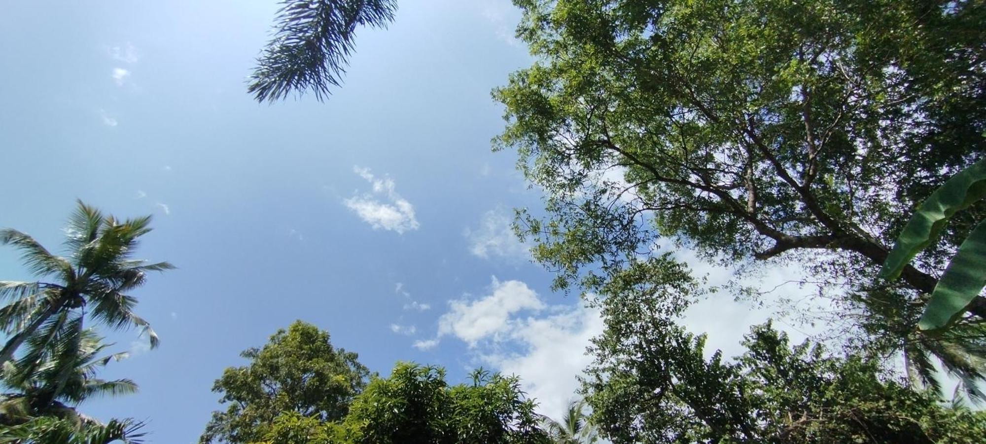 タンガラ Eco Nest Marakolliya Bed & Breakfast エクステリア 写真