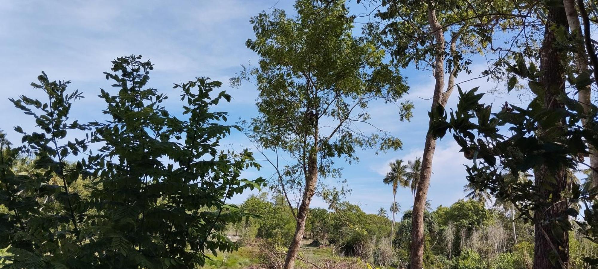 タンガラ Eco Nest Marakolliya Bed & Breakfast エクステリア 写真